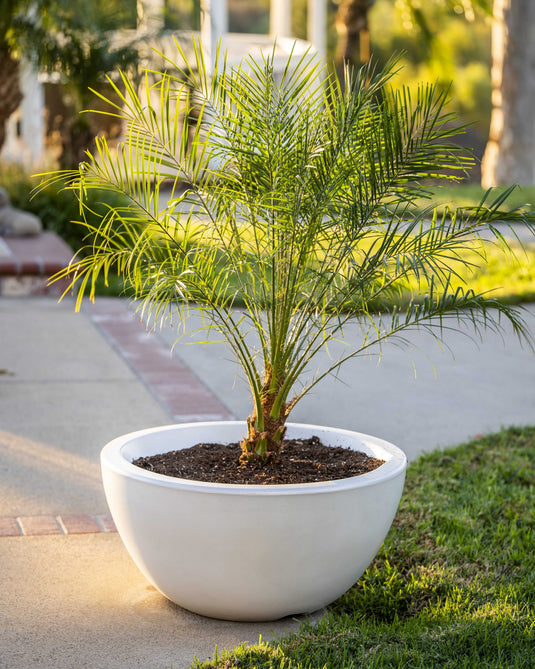 Luna GFRC Concrete | Planter Bowl